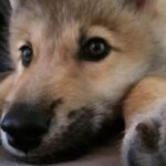 un dolce lupo cucciolo