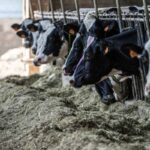 Le mucche patiscono il cambiamento del clima, conseguenze pervmozzarella e burrata, prospettive allarmanti Nella foto il pasto delle mucche