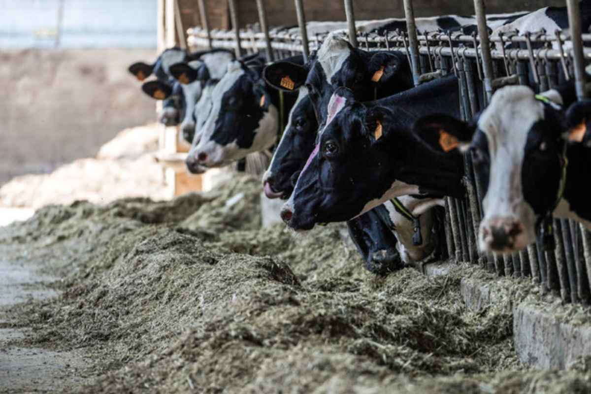 Le mucche patiscono il cambiamento del clima, conseguenze pervmozzarella e burrata, prospettive allarmanti Nella foto il pasto delle mucche