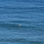 Mare d’inverno, nuotare nell’acqua a 12 gradi mentre fuori sono 5 gradi