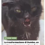 il gatto Dumbo