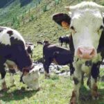 Un vitello in una foto d'archivio