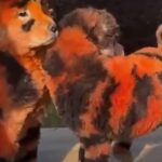 Cani di uno zoo dipinti per sembrare delle tigri