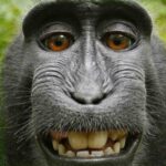 Primissimo piano di una scimmia che sembra sorridere