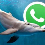 Modalità delfino su WhatsApp