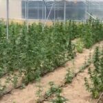 La piantagione di marijuana sequestrata in provincia di Reggio Calabria