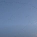 migrazione gru sopra genova