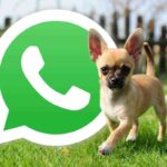 Come attivare la modalità chihuahua su WhatsApp