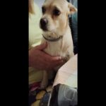 Il piccolo Brian, il cane trovato morto e squoiato