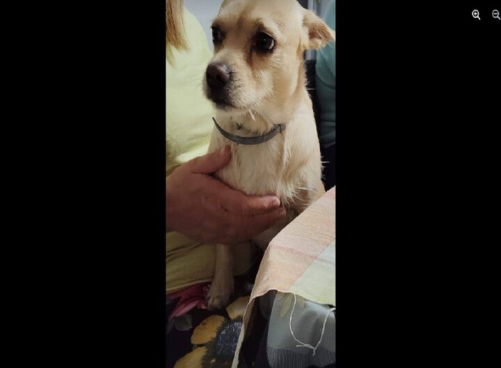 Il piccolo Brian, il cane trovato morto e squoiato