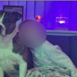 Bruno, il cane che in Inghilterra ha aggredito una donna