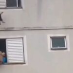 Il cane che precipita e viene salvato