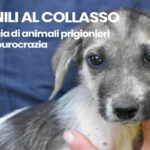 Cane al canile