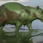 Un capibara che in Brasile esce dall'acqua di un lago ricoperto di alghe verdi