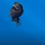 diavolo nero avvistato a tenerife