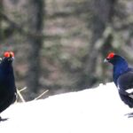 Due esemplari di gallo forcello