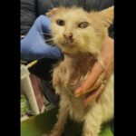 gattina salvata brescia