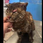 Il gatto Tigro bruciato vivo