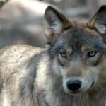 Un lupo