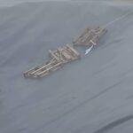 lupo intrappolato vascone