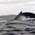 megattera inghiotte canoista