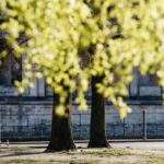 ALbero fiorito in tardo inverno