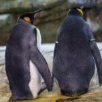 coppia di pinguini
