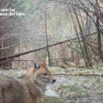 Lo sciacallo dorato avvistato in Trentino