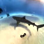 squalo mangia telecamera