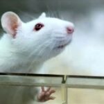 topolino da laboratorio