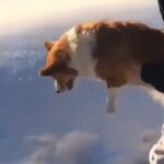 il cane che sembra essere lanciato da un aereo