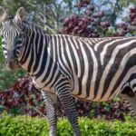Rinoceronte furioso uccide una zebra allo zoo