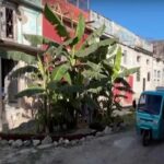 La buca in strada trasformata in una piantagione di banane