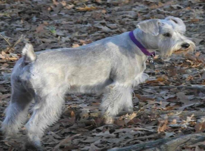 Un cane di razza Schnauzer