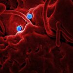 batteri e microbiota intestinale