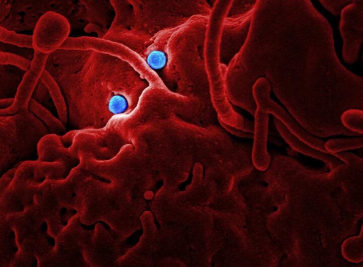 batteri e microbiota intestinale