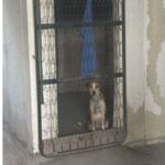 cane abbandonato napoli