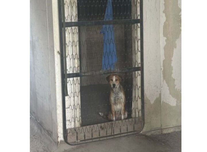 cane abbandonato napoli