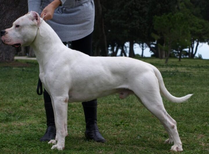 un dogo argentino