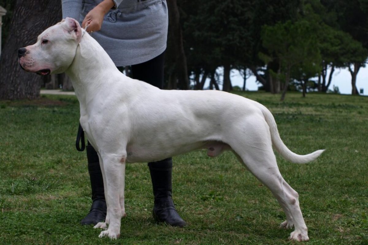un dogo argentino
