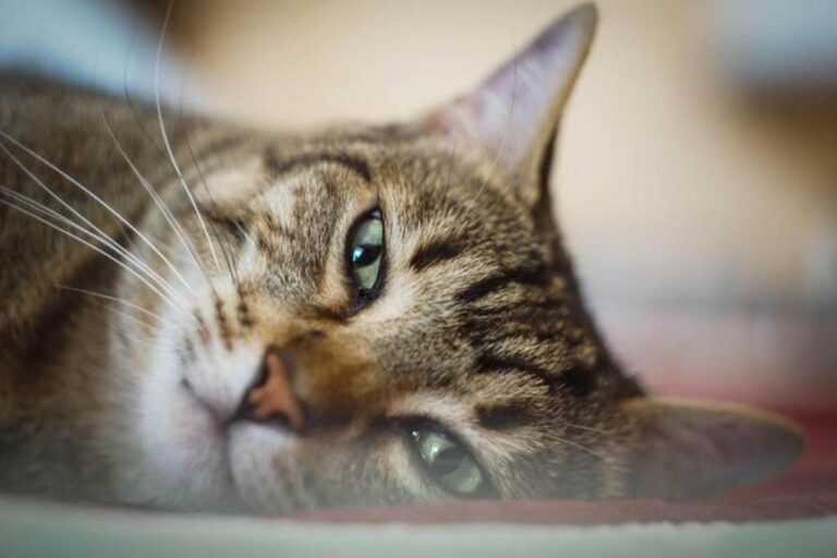 Gatto Morto Davanti Casa Significato Mettono un gatto morto in una busta di plastica e lo gettano davanti a