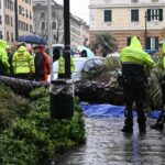 palma crollata a genova