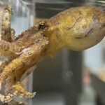 polpo dalla linea blu