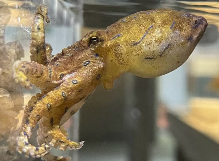 polpo dalla linea blu