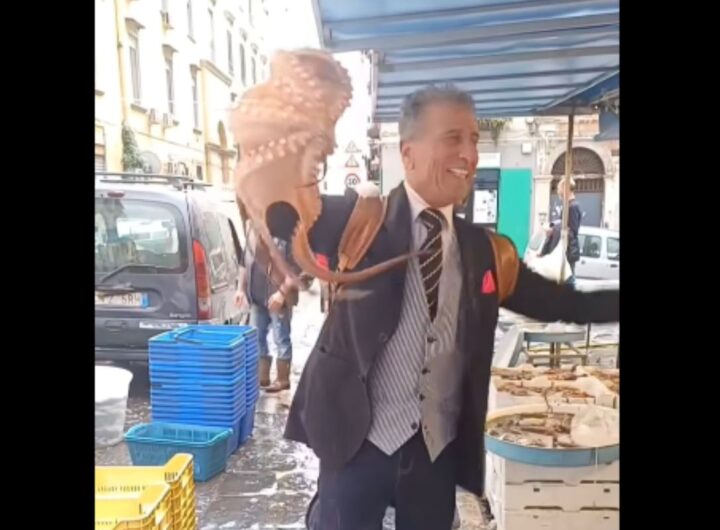 polpo ucciso in strada a napoli