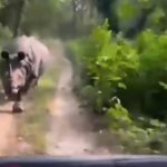 attacco rinoceronte safari