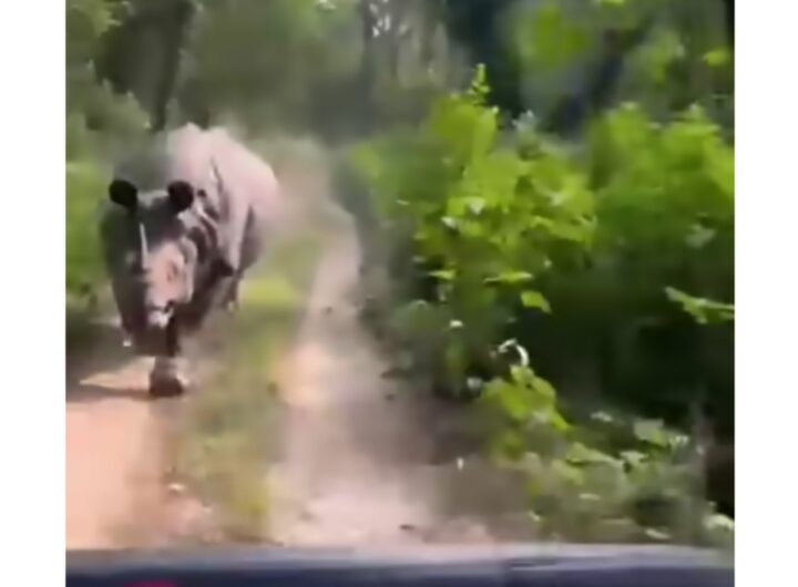 attacco rinoceronte safari