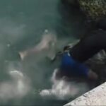 pescatore cade su squalo