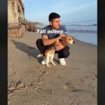 una immagine del video di T-Rex, il cane a due zampe