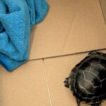 tartaruga nei pantaloni